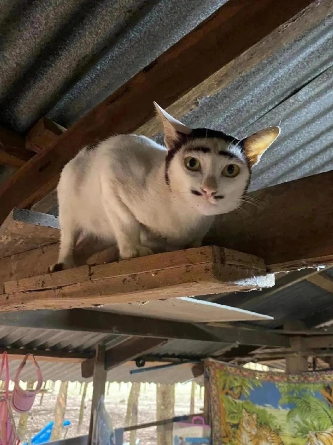 世界上倒数第一好看的小咪​​​
