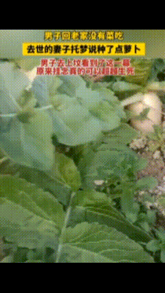 万万没想到！男子返乡家中无菜，亡妻梦中一句“我种了点萝卜”，竟成真实一幕！丈夫