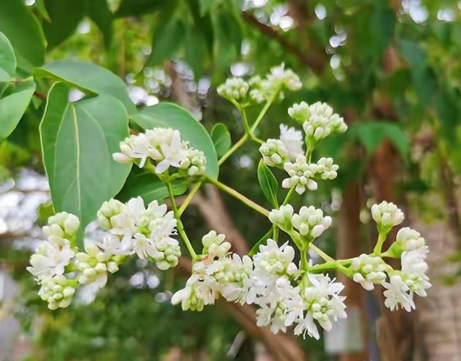 中国特有植物七子花，失踪115年后，在湖北重现近千亩种群，原产中国，却早在国外爆