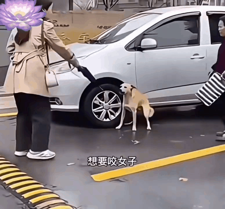 “我是爱狗人士，你为什么要这样对待狗狗？狗是这个世界上最可爱的动物，你有没有点良