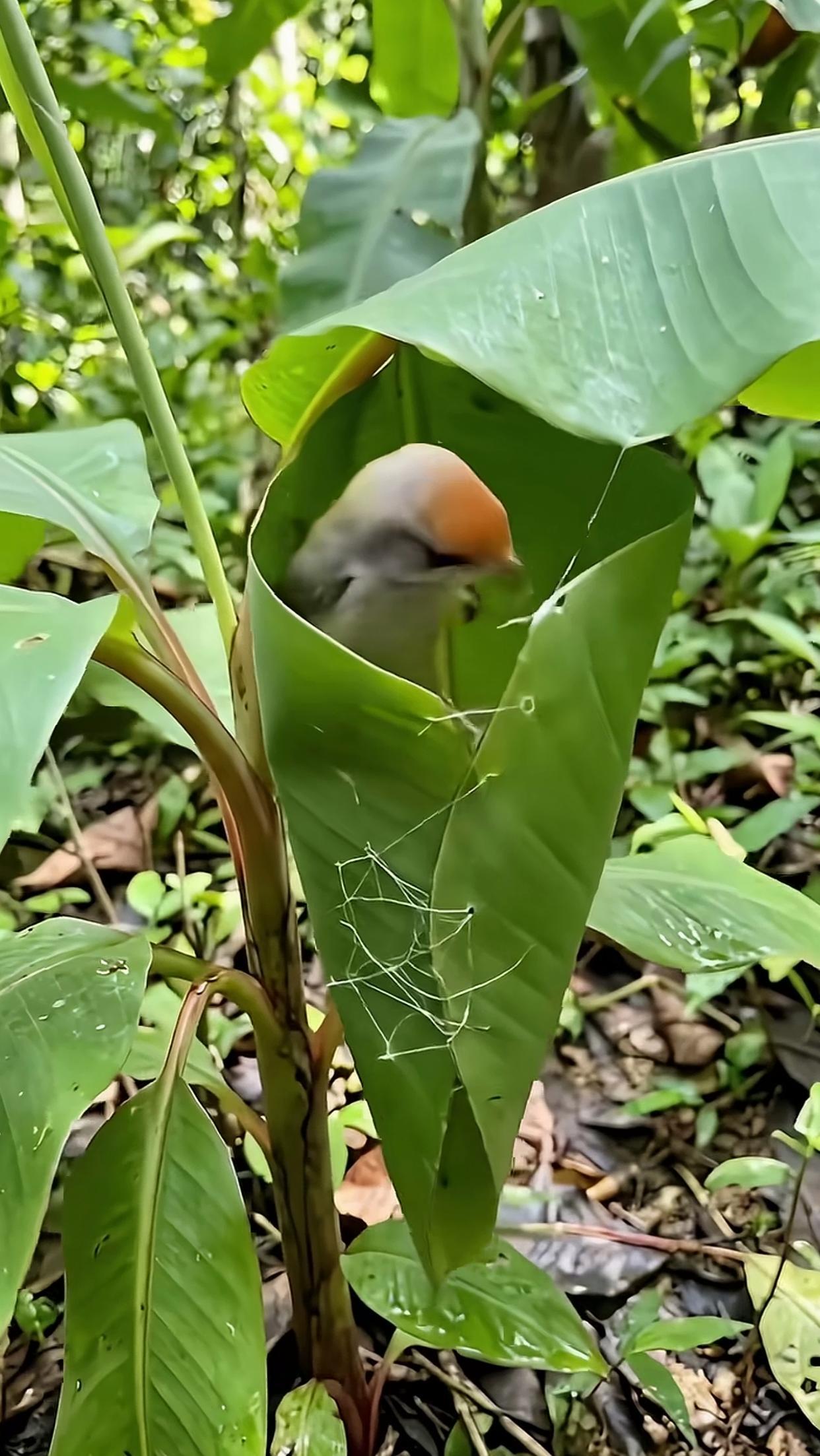 没想到鸟类还这么聪明，就是不知道这个小窝能挺多久？