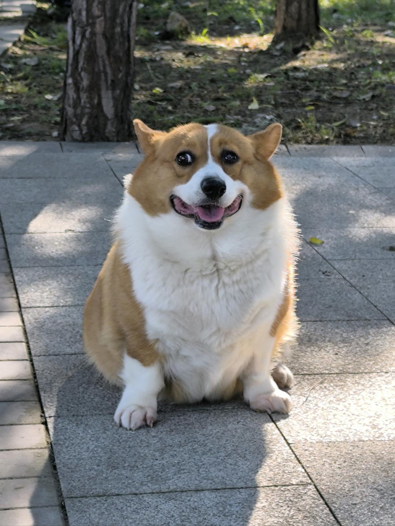 狗肉之争吵翻全网：双方观点全梳理，这才是最该理性看待的问题🔥近期“是否吃