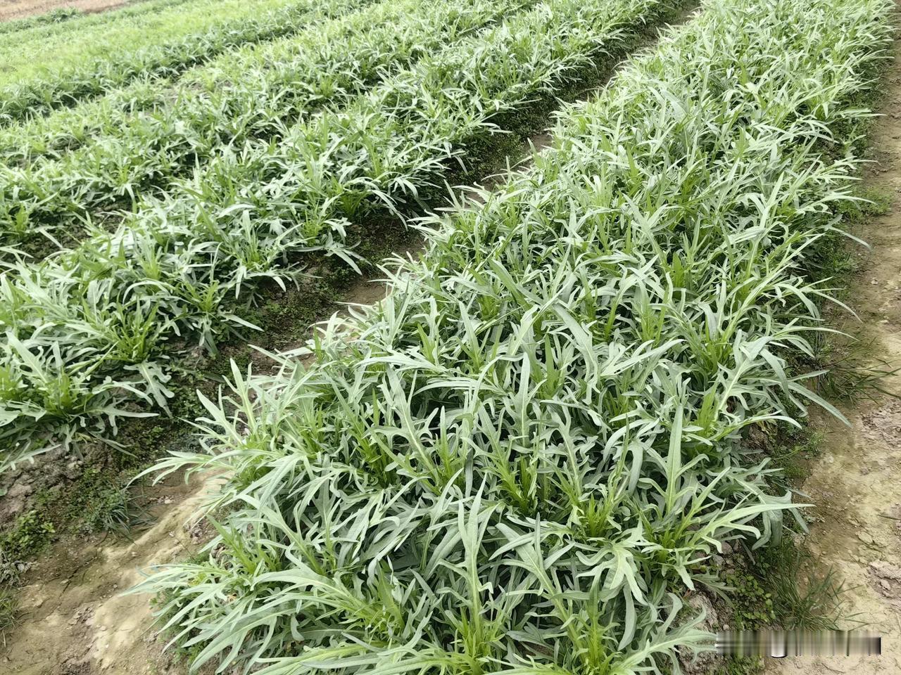 苦麦菜，打汤好喝…随手拍的野菜