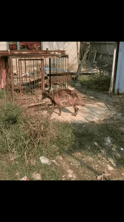 太可怜了！这天一位大哥和同事去一家工厂谈合作，结果在院子里看到一只非常凄惨的狗狗