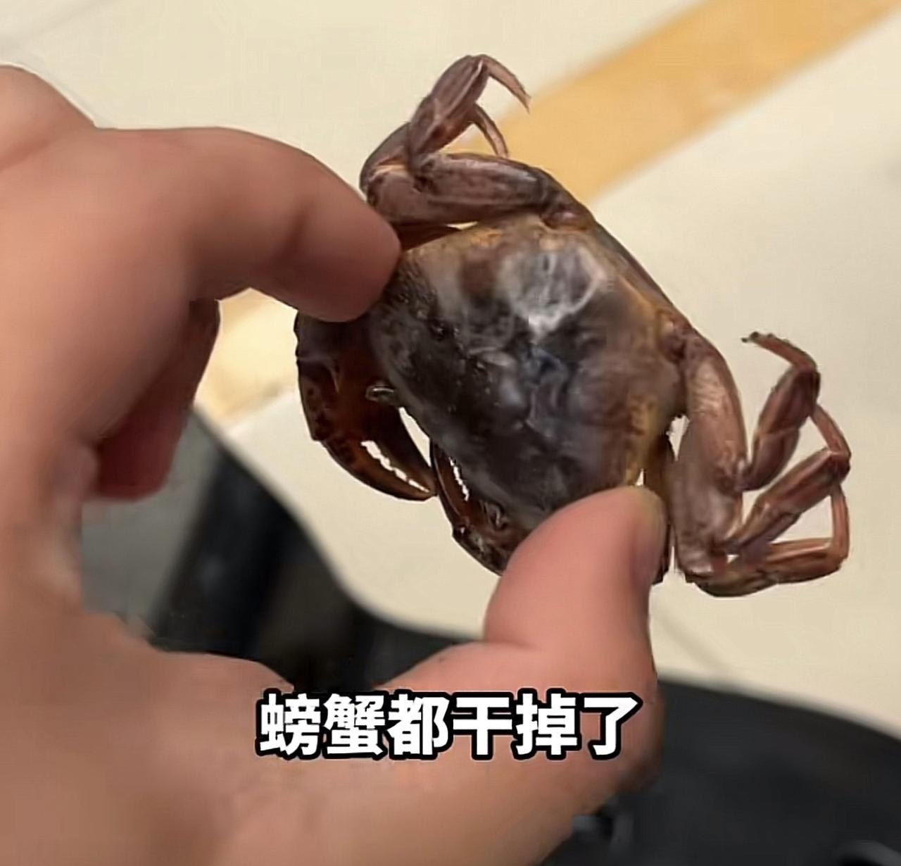 江苏苏州有位奥迪Q7车主最近干了件“惊天动地”的大事——为了找两只藏车里两年的大