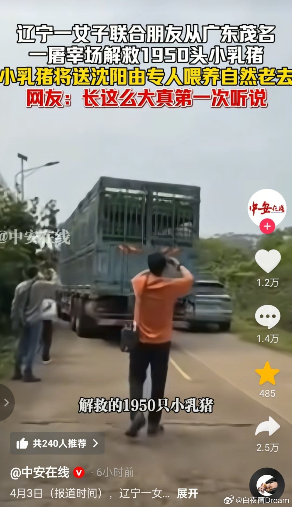 这算不算爱猪人士？女子联合朋友从广东茂名解救1950头小乳猪。