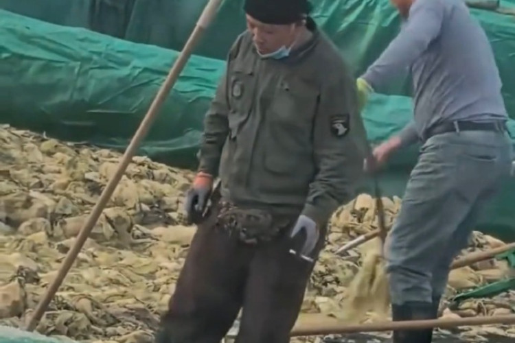 老痰酸菜再现！工人叼烟吐痰踩酸菜，官方通报竟不敢提企业名