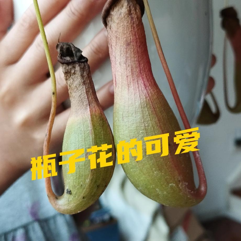“抗癌”一点不要抗啊！只要你做到平平常常就会万事大吉。我就是什么也没做啊。首