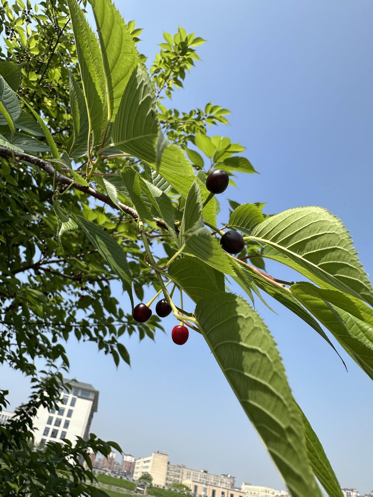 附近有个旧衣服回收店，​价格是底价0.3元钱一斤，​很好奇他们收购这些旧衣服做何