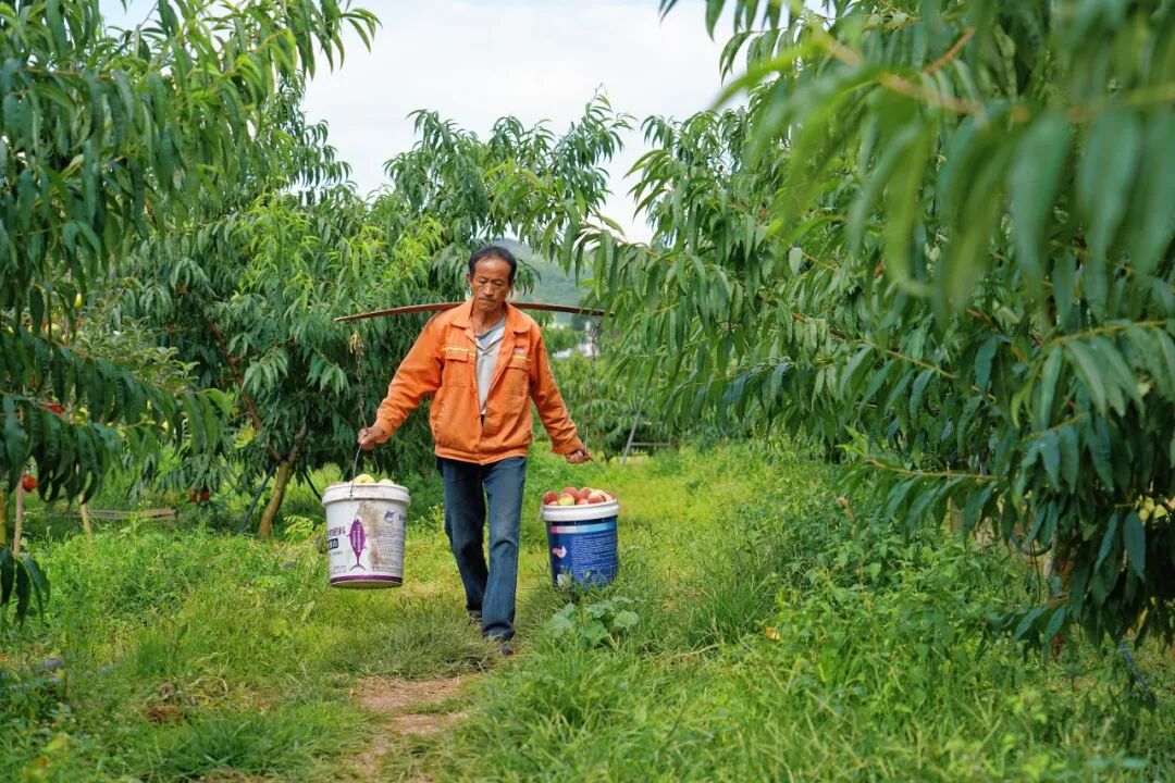 祥云: 金果满枝庆丰收