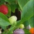 种植五彩椒盆栽种植全套教程（阳台新手友好）五彩椒喜光耐热，果子会渐变白、紫、黄