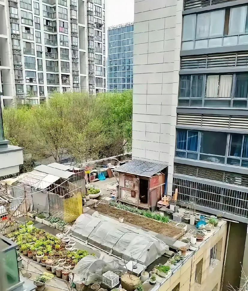 小区变成这样，物业有权力管吗？