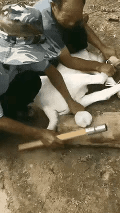 睾丸是神经的密集布局区，疼痛感巨强。视频中的两位大爷一人按羊，一人拿棒棒敲打公