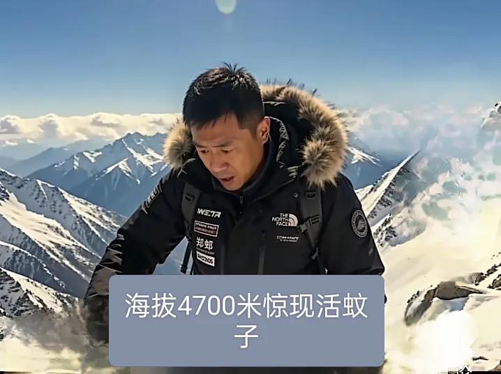 谁见过4700米高原的蚊子？为何冻不死？2026年4月6日，四川资深徒步爱好