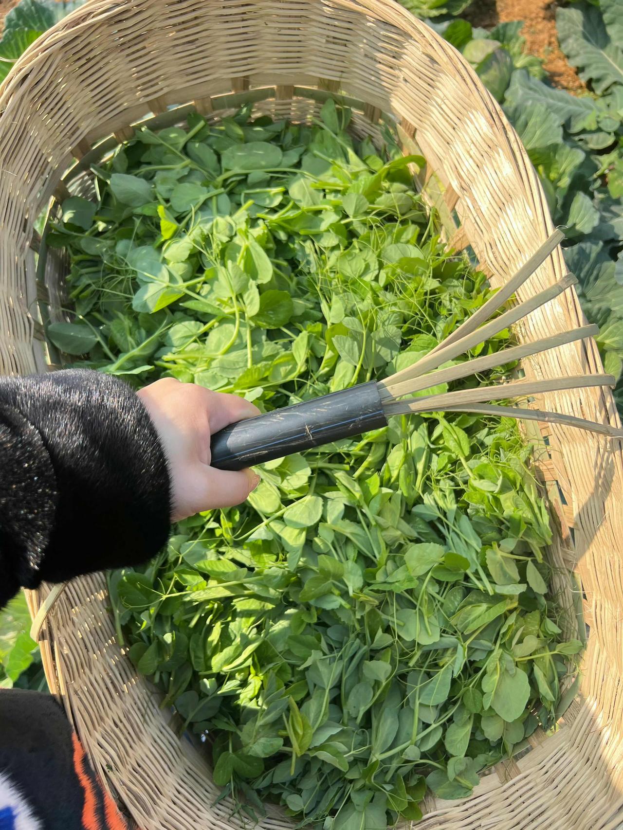 冬日生活打卡季人间烟火气，最抚凡人心，相比肉食，我更爱菜菜[爱心]