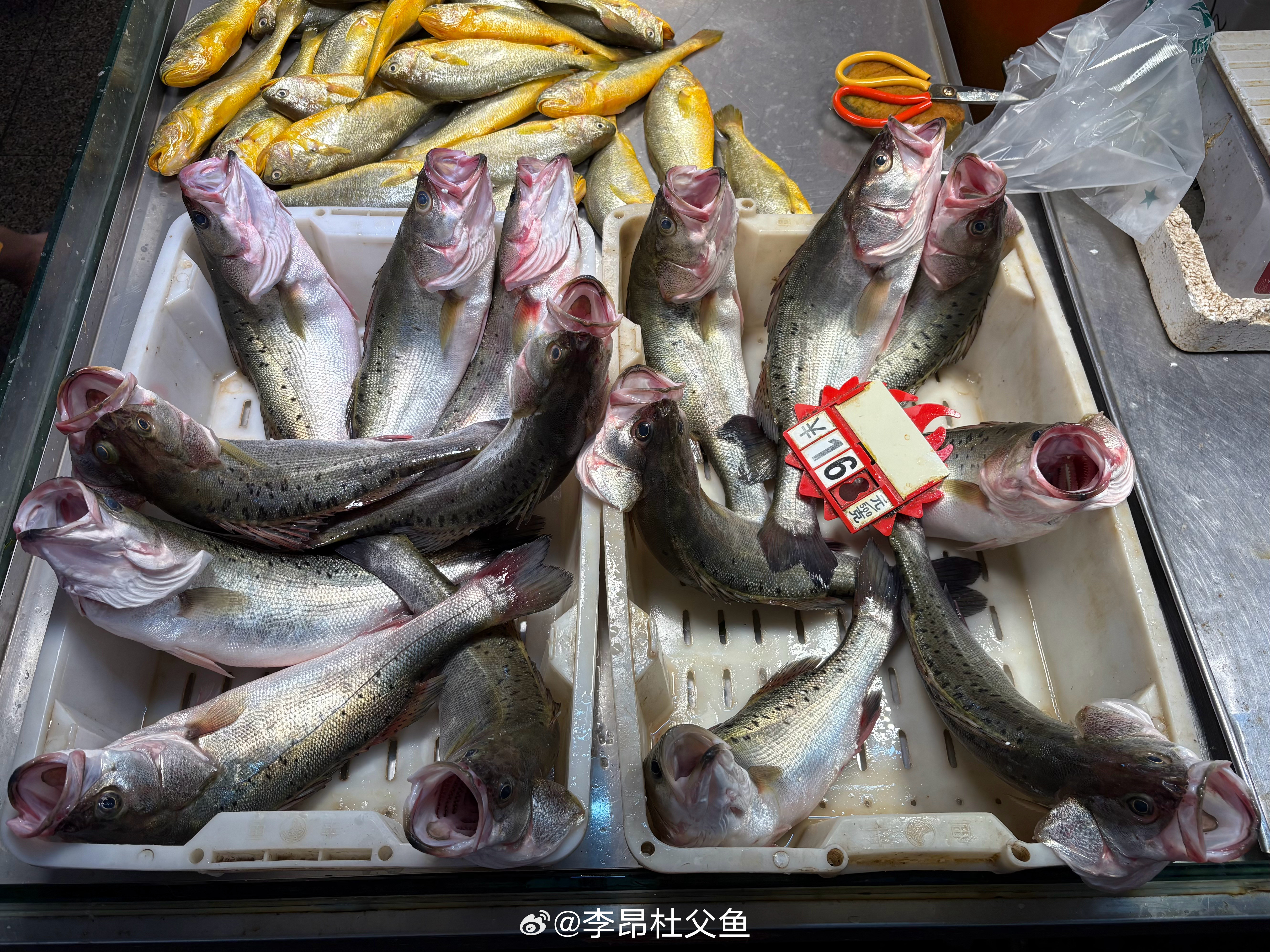 中国花鲈/Lateolabraxmaculatus，广东珠海斗门白蕉镇养殖的花