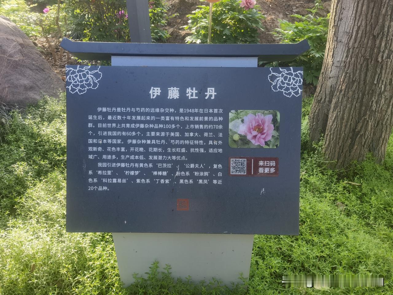 杂交牡丹大家听说过吗？洛阳王城公园，花仙子观赏区就种植一片杂交牡丹。伊藤牡丹是牡