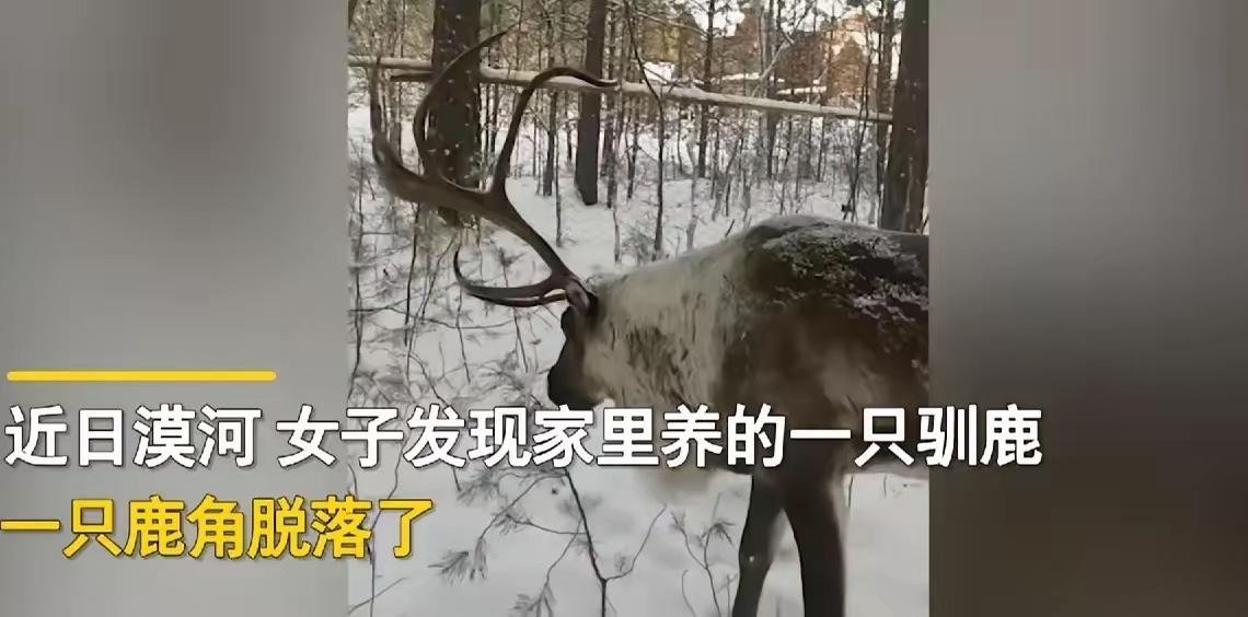 黑龙江漠河，一女子发现一只驯鹿的鹿角掉了，她问:“你鹿角掉哪了，找去。”万万没想