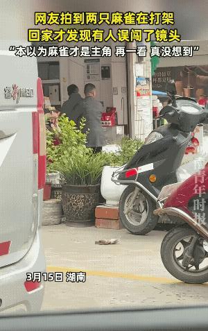 麻雀:哪里都有显眼包，他俩儿才是主角的主角。前面可能是一对生死对头，后面也不可