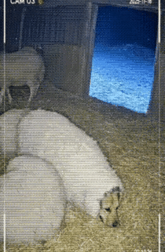 狼来偷吃羊的时候，却被一只特别“羊”吓了一跳，逃之夭夭了[捂脸哭]原来是羊的主人，