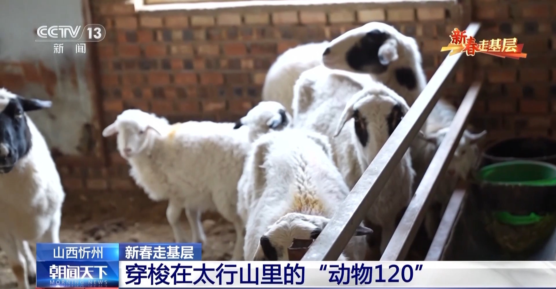 太行山里的‘动物120’：二十年守护养殖户生计，温暖新春故事