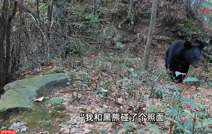 “这就是命啊！”2025年9月，重庆，一男子上山捡菌子，正低头采摘时，一头大约2