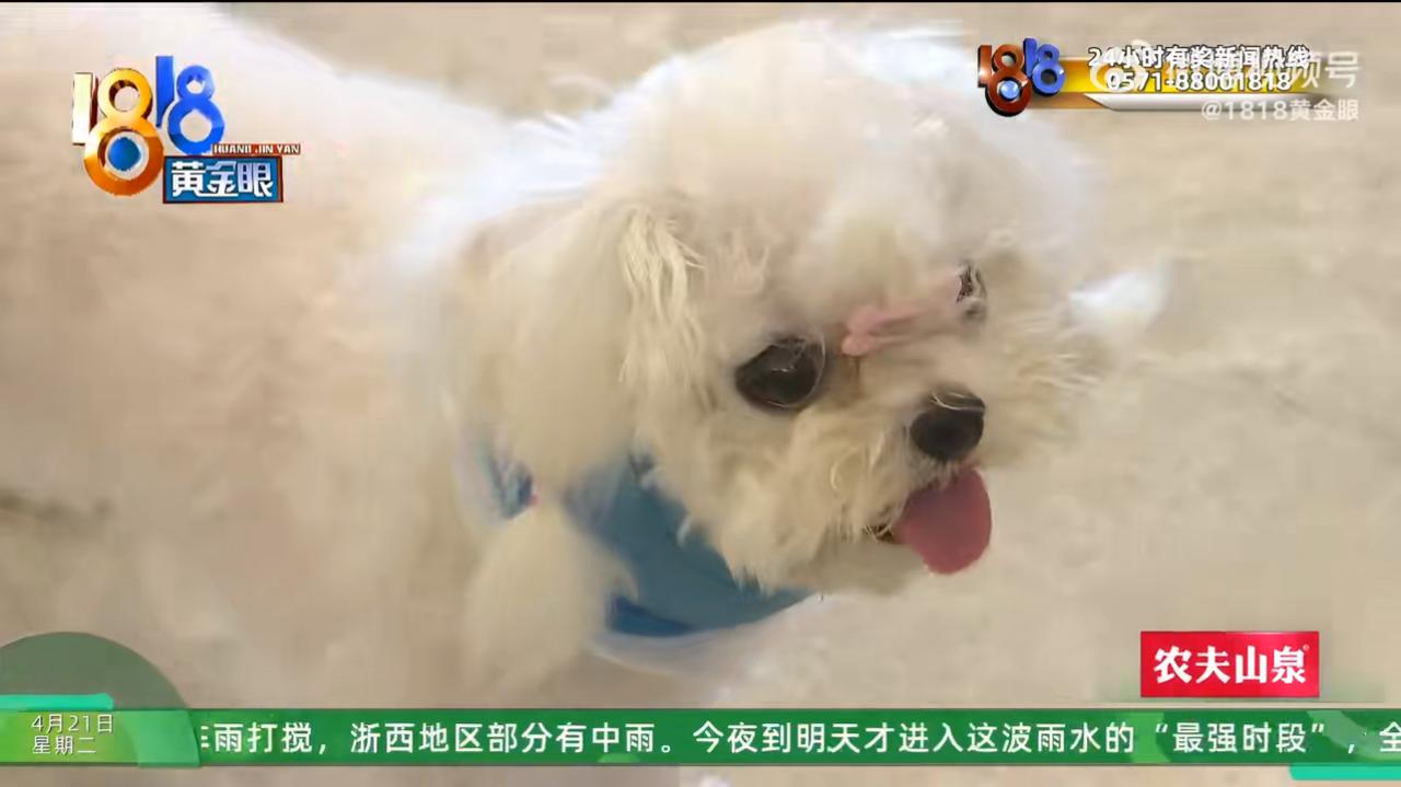 杭州一个小姑娘小肖，花了三万五买了只“超小体”比熊犬，结果养了俩多月，小狗就站不