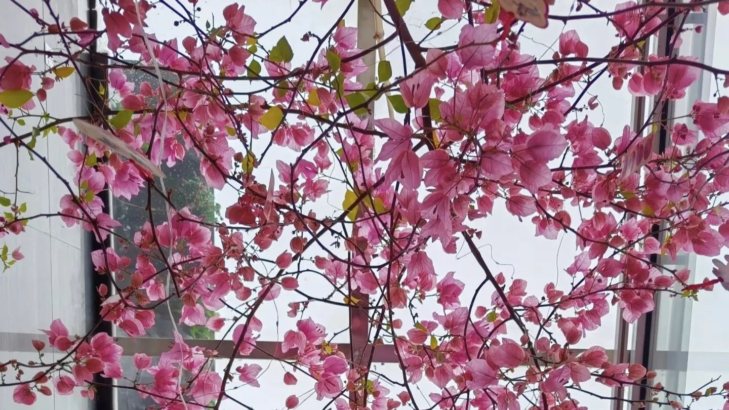 “毒花进家门, 富贵难来临”, 家里别养4类“毒花”, 花旺人不旺