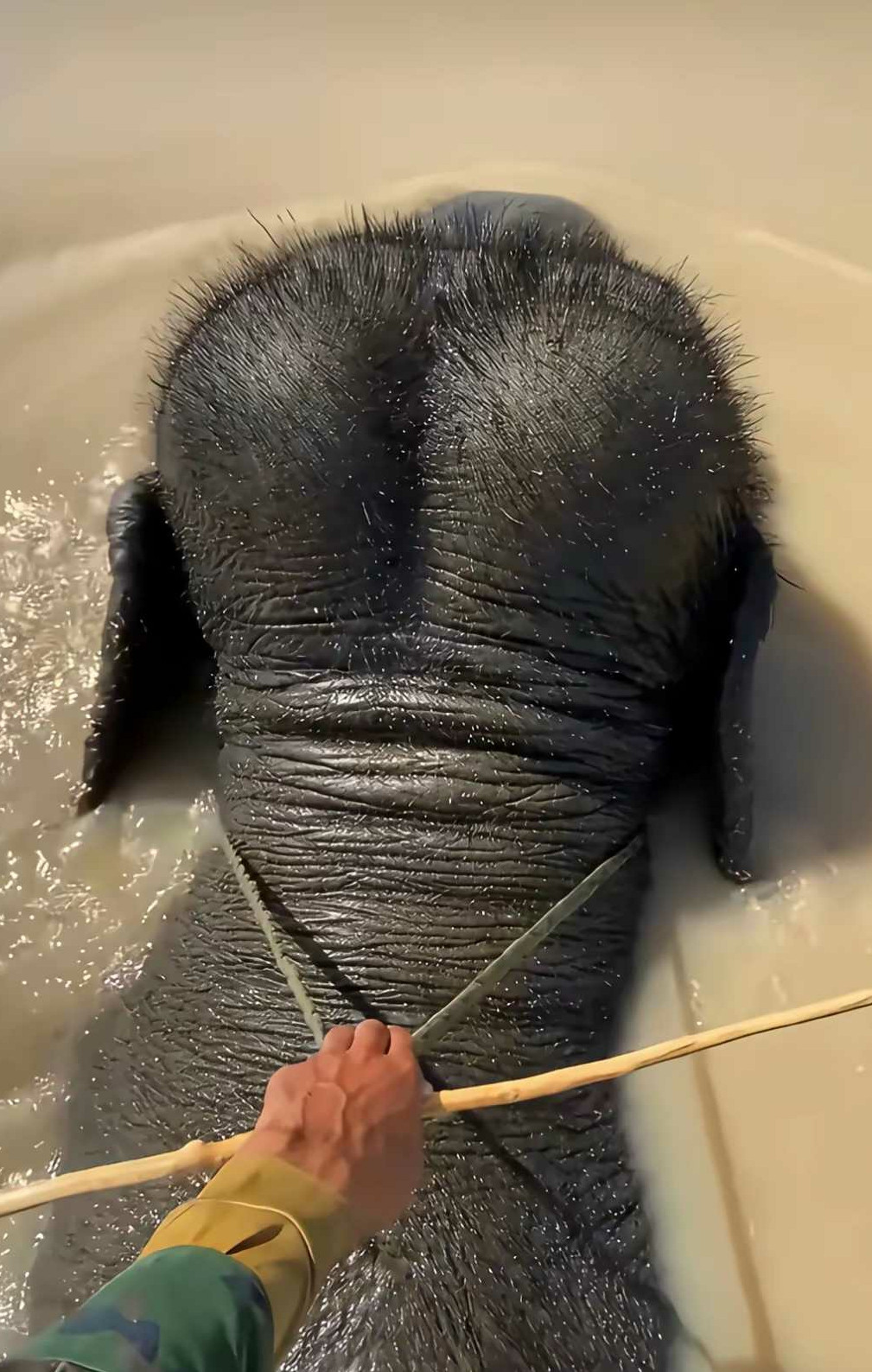 这个视角看大象脑袋像啥