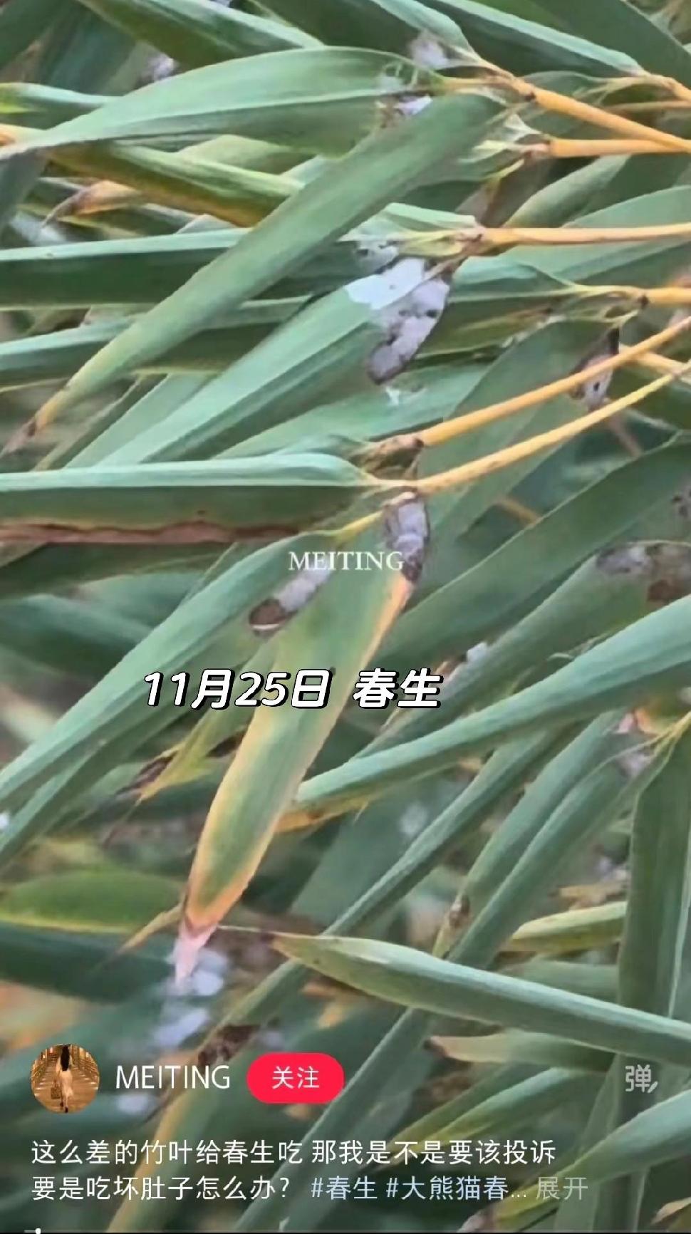 杭州这么有钱，居然给大熊猫吃差劲的竹子？最近杭州野生动物世界、杭州动物园的