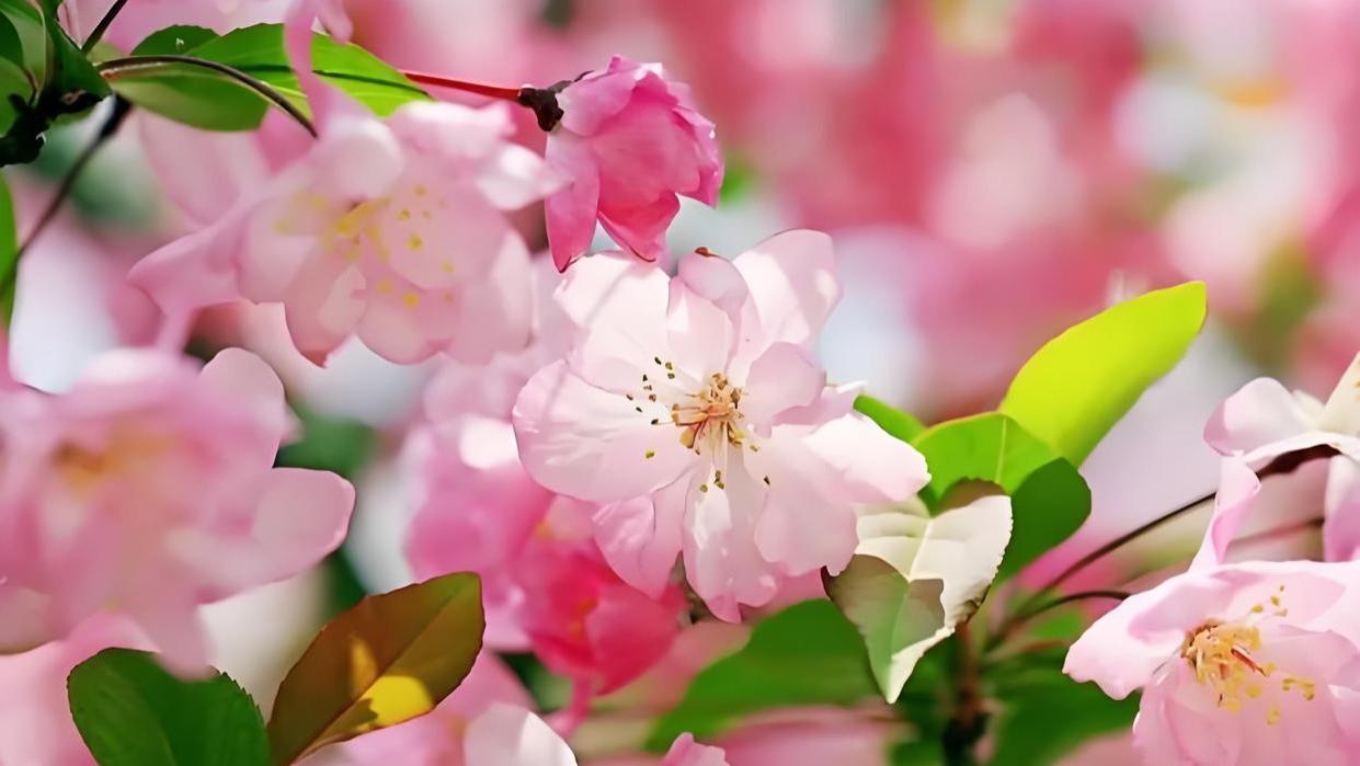 想让海棠花开满枝头? 从了解它的花期开始!