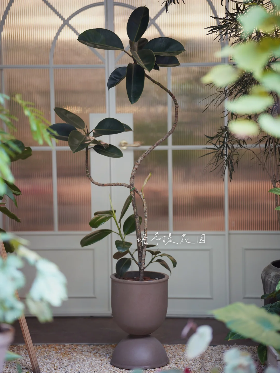 合肥植物店｜好看的橡皮树如何养护