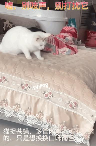 猫捉苍蝇，可不是多管闲事，只是为了尝个鲜！第一次见到猫捉苍蝇，这真是应了那句话