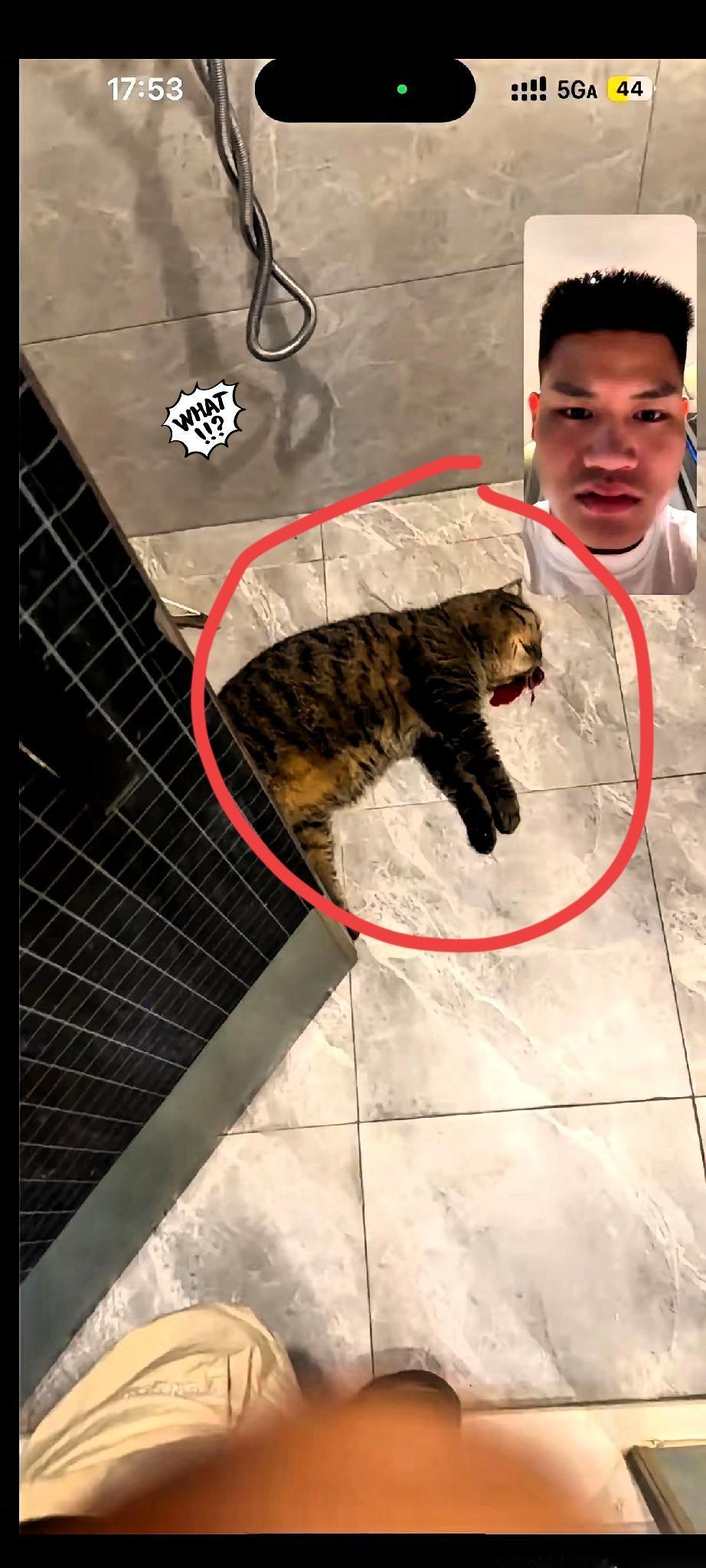 他以为打死的，只是一只“流浪猫”。他不知道，他打碎的，是一个家。五星级酒店客