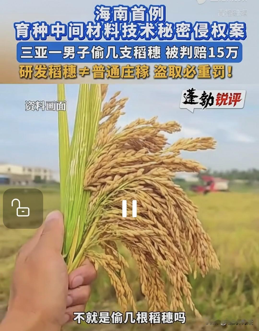 “没安好心！”海南三亚，男子偷偷潜入育种基地，偷走几支稻穗，企业发现后向他索赔5