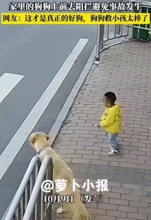 小主人的守护神啊。10月9日网友发布，小男孩纵身冲向马路，此时正有汽车经过，说