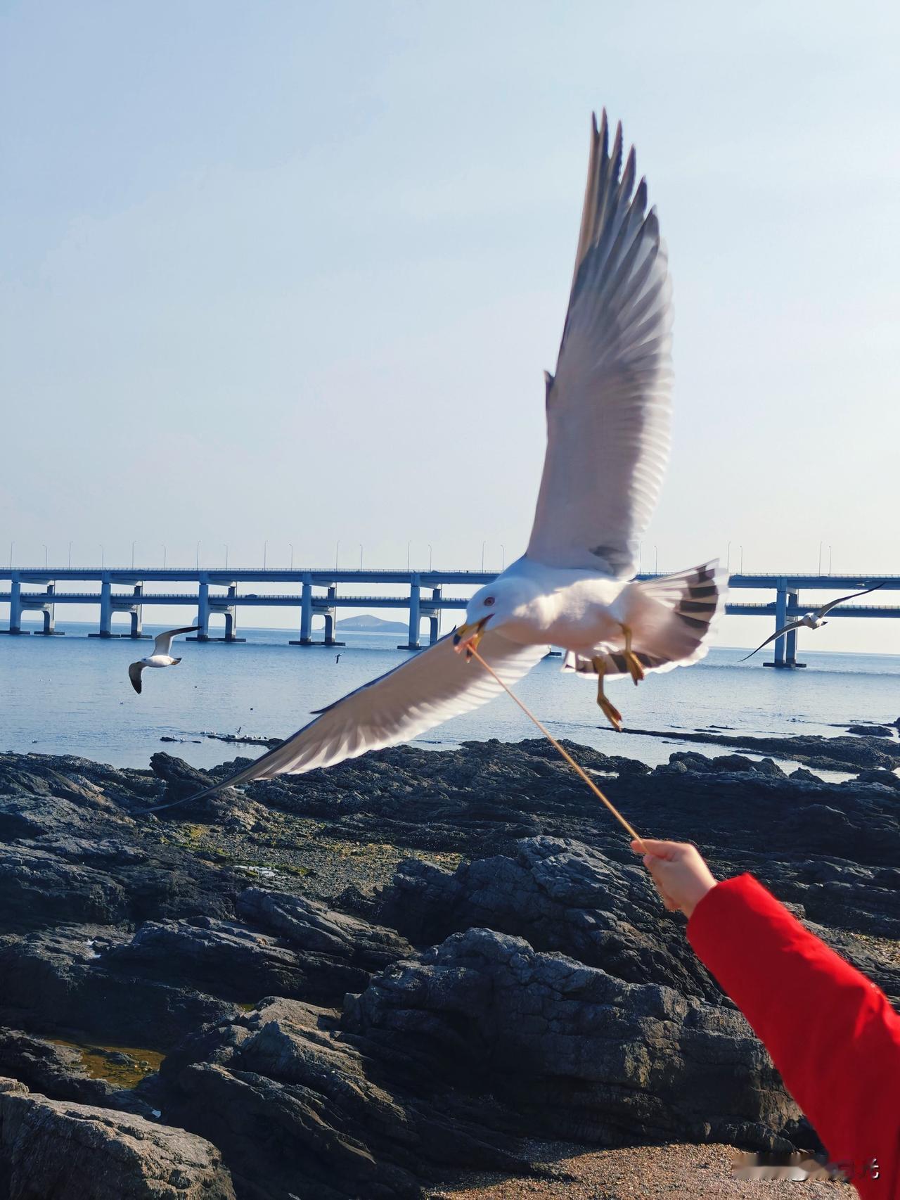 去过大连的朋友，一定会去星海公园喂海鸥！买一包香肠，分成数段，插上竹签，举在手中