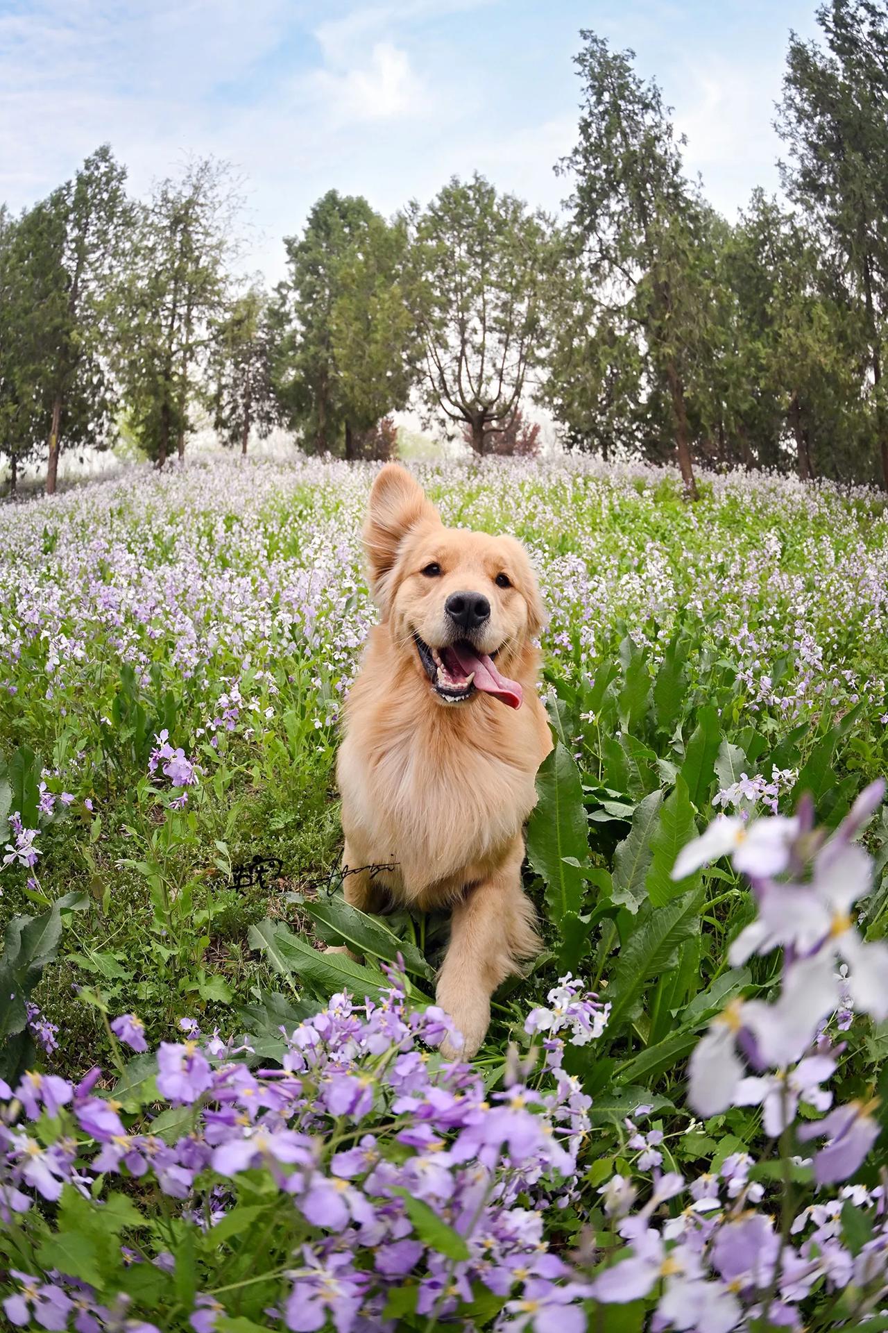 大金毛就是要热热闹闹，高高兴兴的！🥰【花季拍摄】