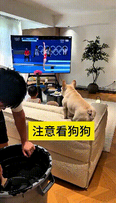 这个视频我反反复复看了好几遍，看一遍笑一遍！法斗安安静静趴在沙发上盯着电视看跳