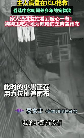 万物皆有灵！安徽，女子病重在ICU抢救，没想到她昏迷的时候竟然在问她的狗狗有饭吃