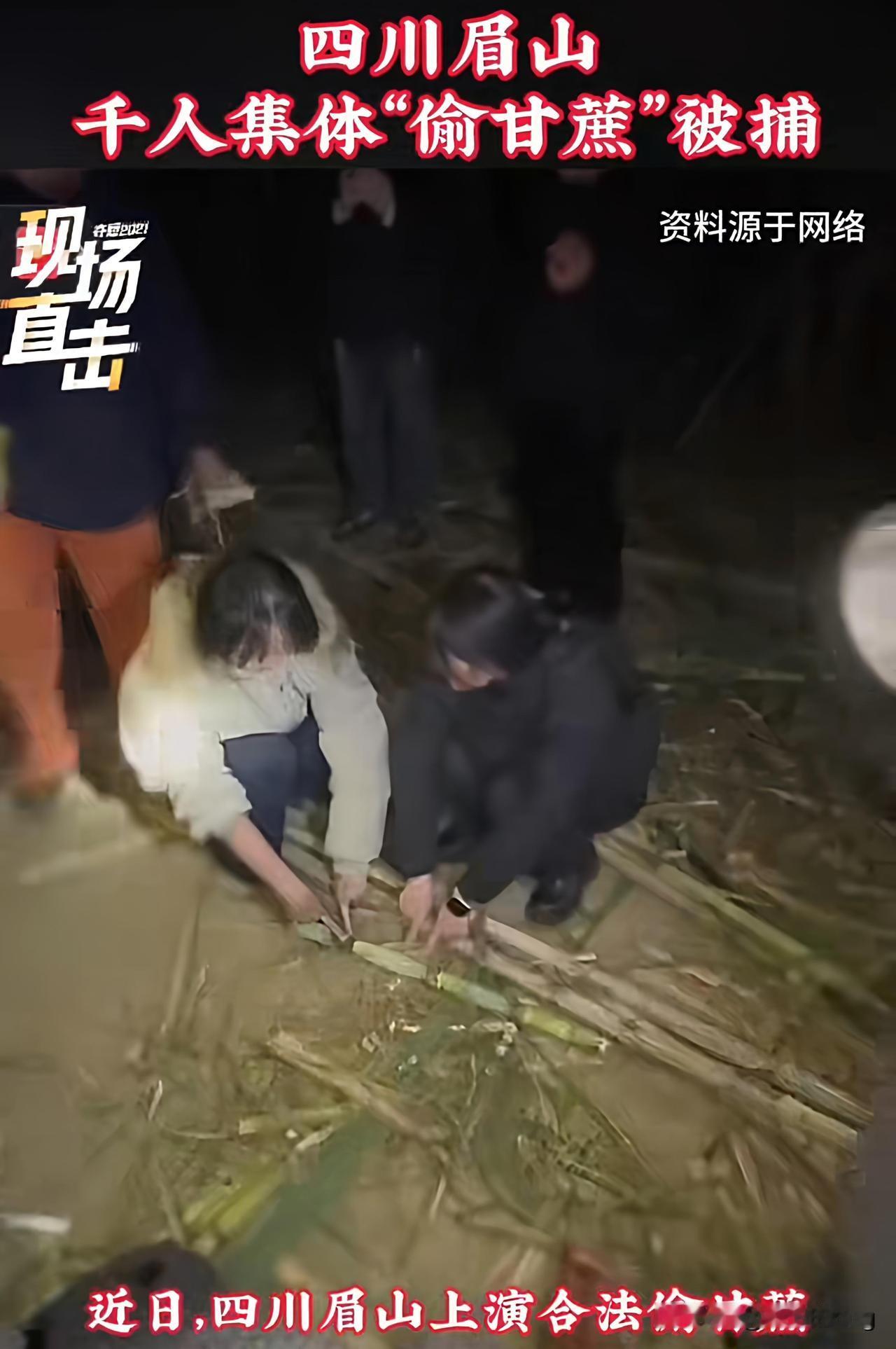 “要的就是真实”！四川一家农场举办“偷甘蔗”活动，不少人专门从外地赶去体验！