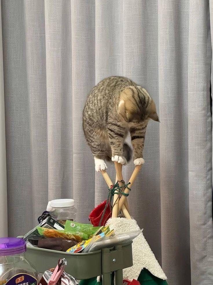 艺高猫胆大​​​
