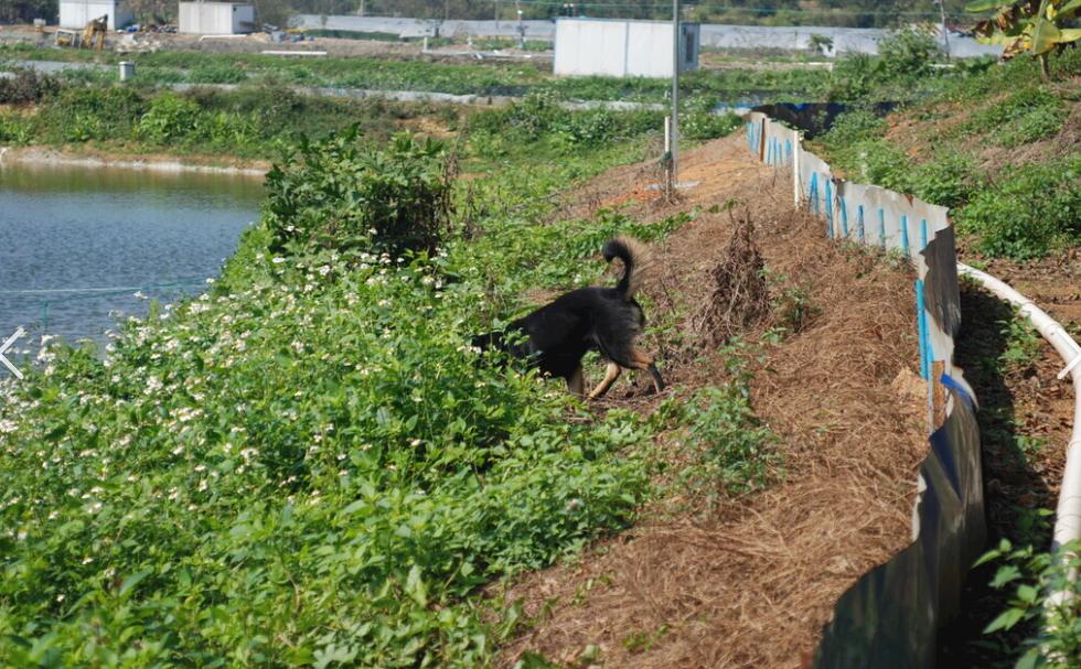 安徽男子家中6只烈性犬扑咬邻居，受害人重伤，辗转三家医院方才脱险：别再说狗不