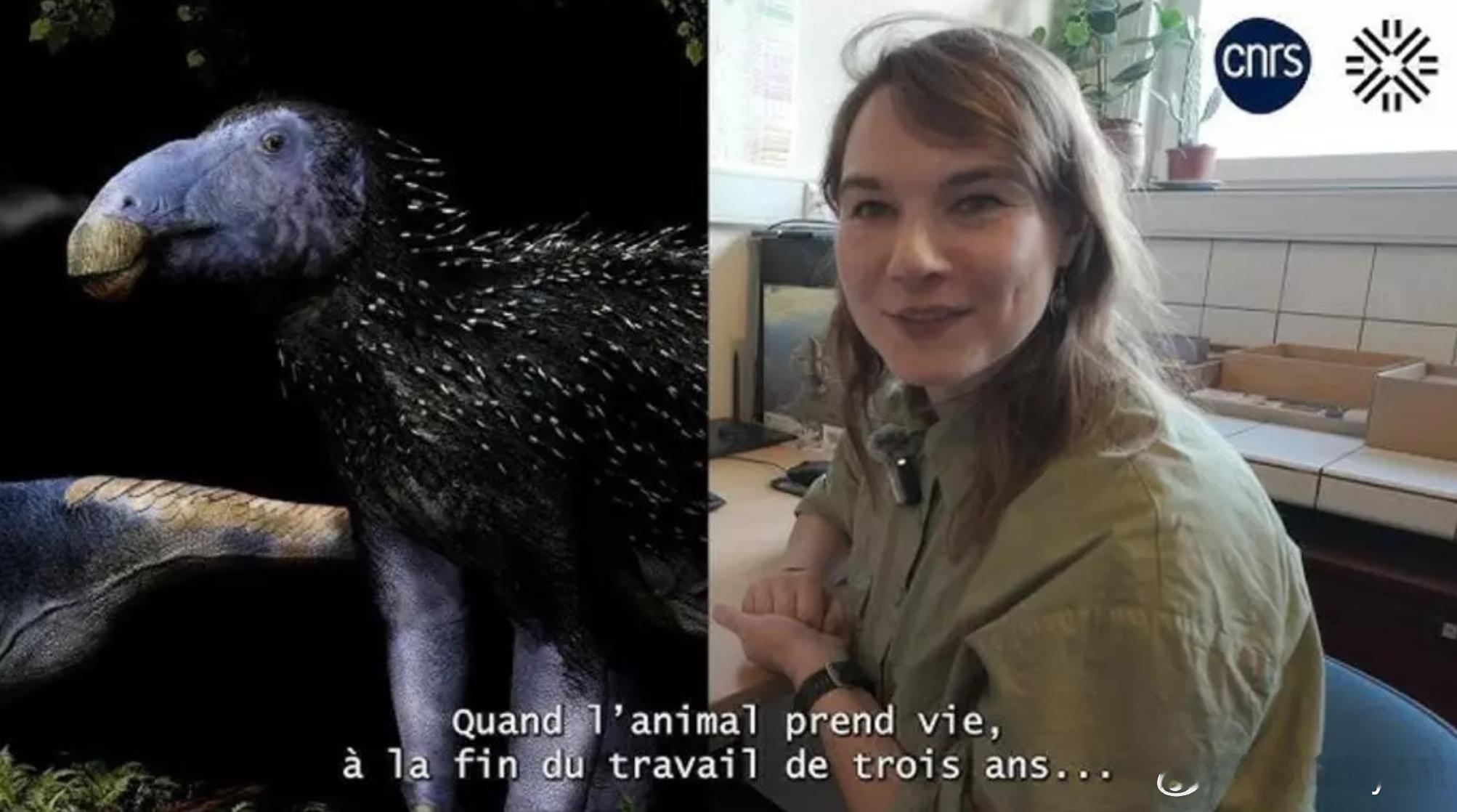 中国发现新型带刺恐龙辽宁出土“豪龙”化石海外新鲜事2026年2月初，中国古生