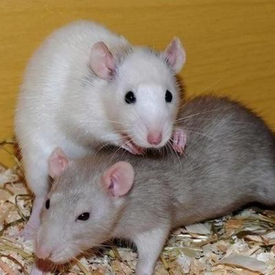 1956年，有科学家将一只公老鼠和几只母老鼠放在了一起，他们发现公鼠会和所有母鼠