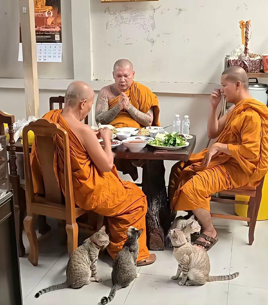 泰国寺院僧人就餐时的一幕身上还有纹身，养了好些猫猫​​​