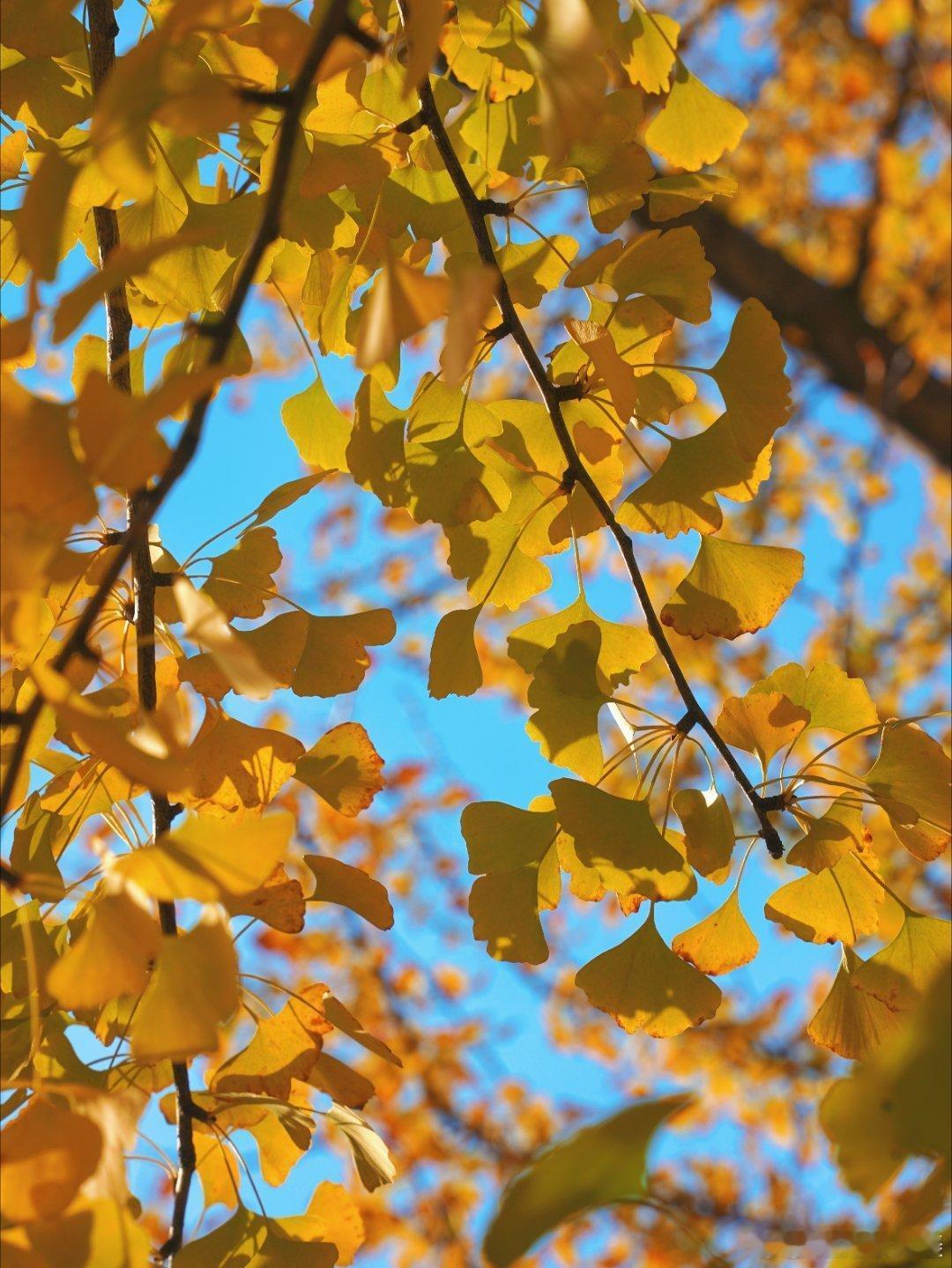 【】安徽皖南这里藏着一片“黄金林”整整两排银杏树金黄灿烂，落叶厚厚铺了一地，踩