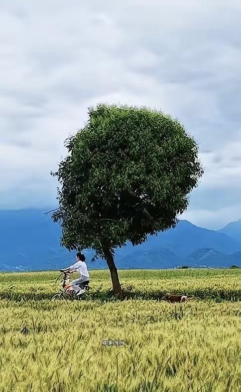 西安那棵“孤独树”被砍了，挺悲哀的。悲哀就在于，当流量到来时，当地村干部眼里只