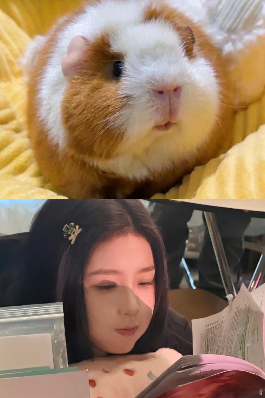 虞书欣认证兔塑正主认证的快乐！虞书欣亲手选兔塑，以后就是官方认证小兔欣啦