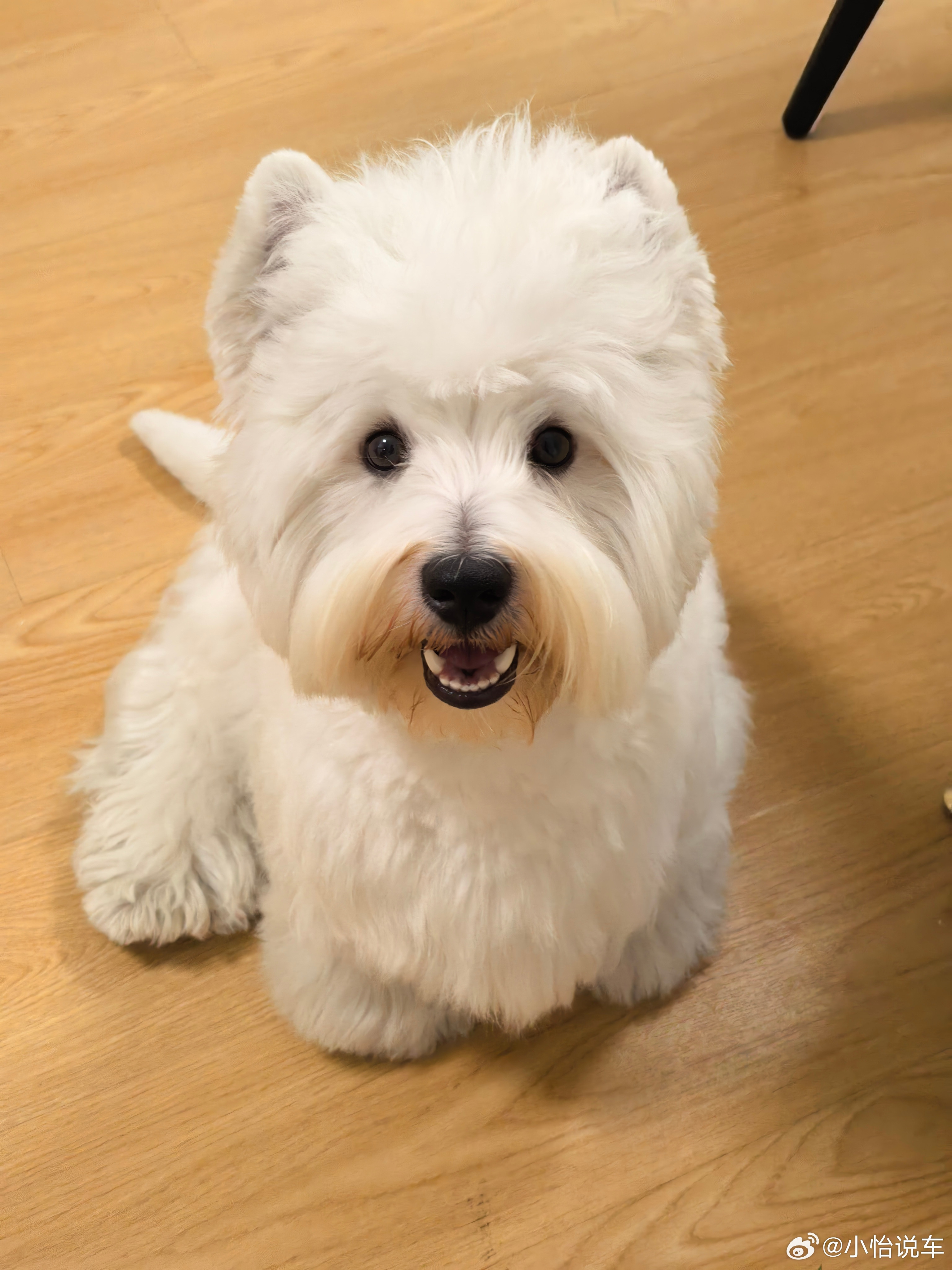翻新小狗真的很解压🤩